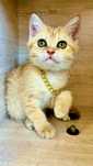 Zalatistiy shinshila tabby sotiladi