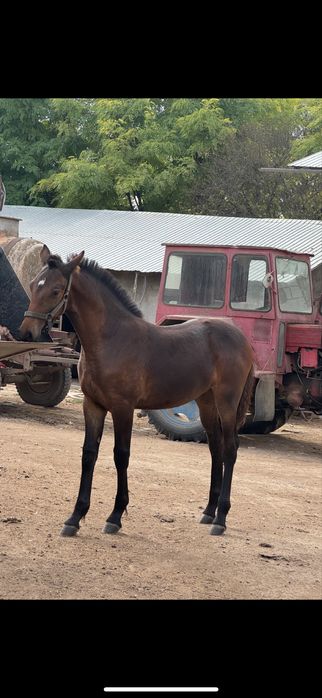 Manza disponibila din metis de frezian
