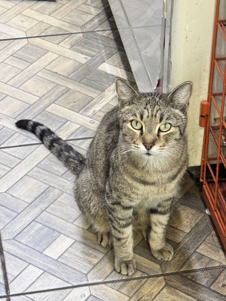 Ищет дом умная кошка