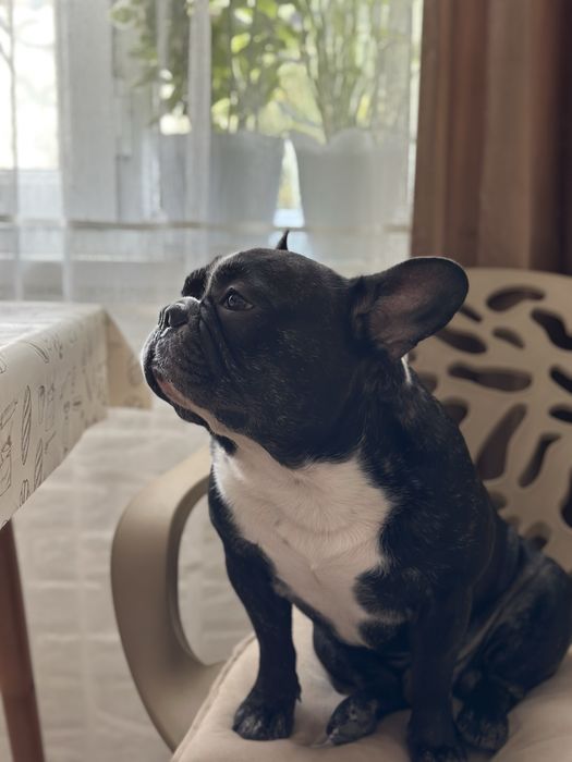 Вязка! Красивый кобель французского бульдога ищет невесту!