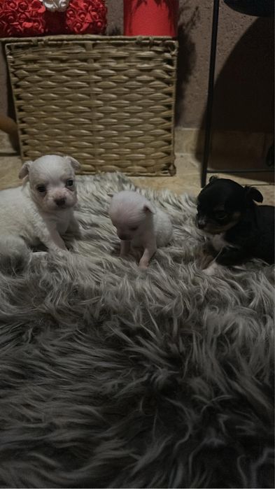 Chihuahua mini toy