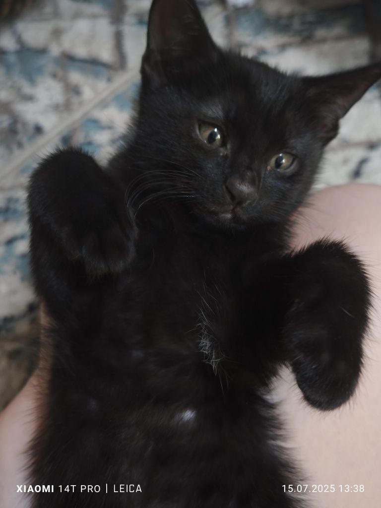 Продаем домашних котят