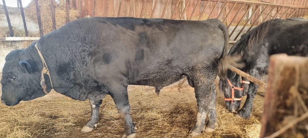 Vand Taur Angus original