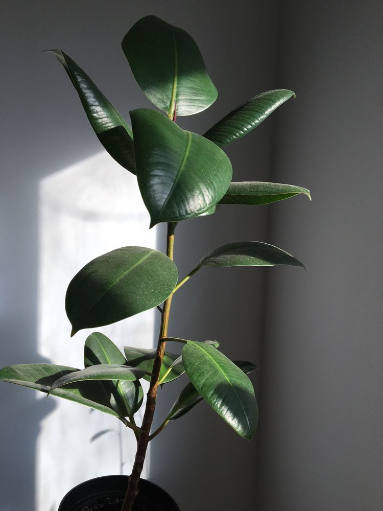 Ficus  60lei -200lei