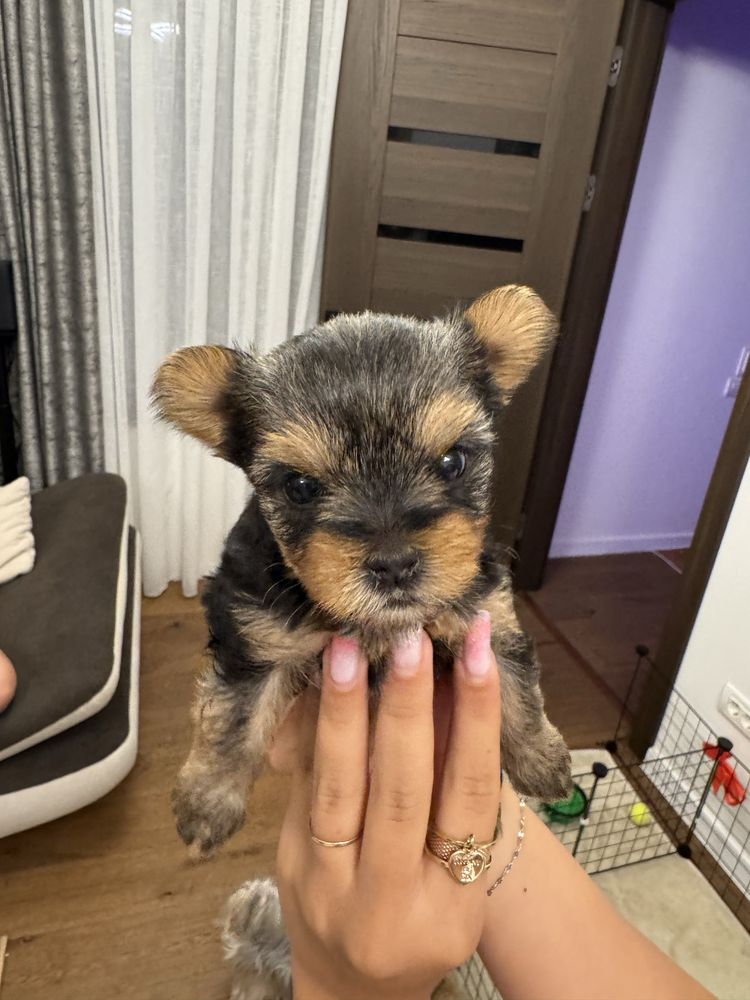 Vand puiuti Yorkshire Terrier Rasa pura
