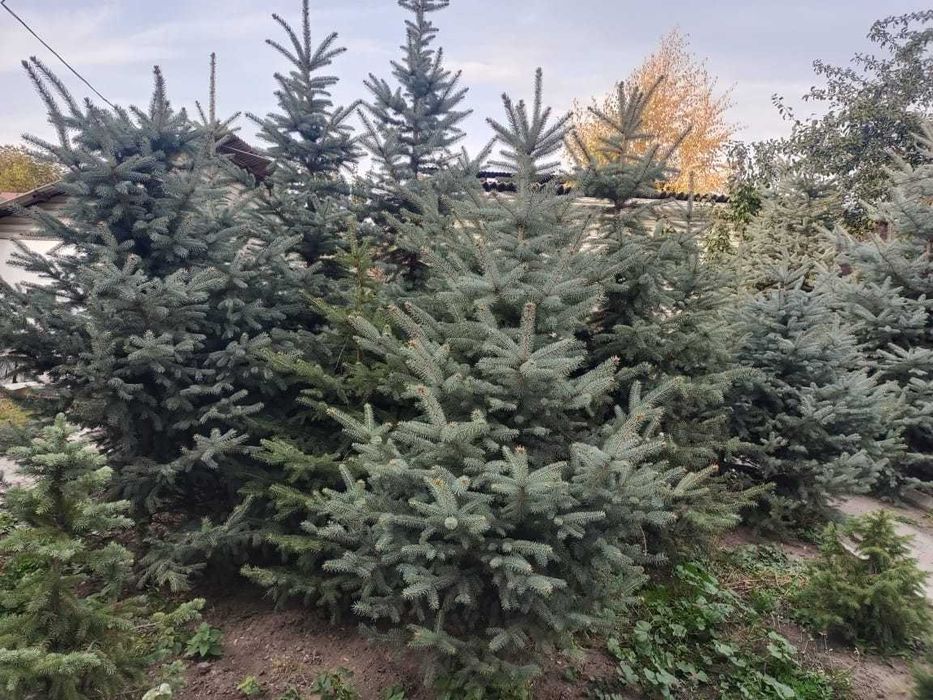 Продам живые голубые, тянь-шанские ёлки.