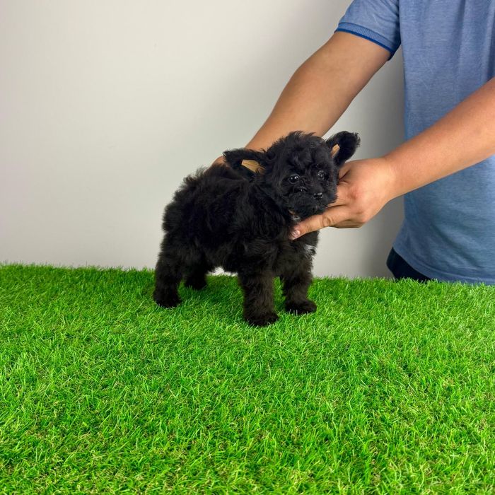 Pui Pomapoo de la părinții cu pedigree