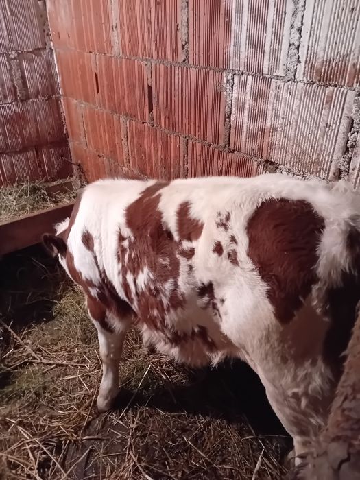 Vând vacă cu vițea