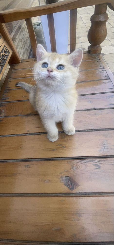 Britanskiy shinshila