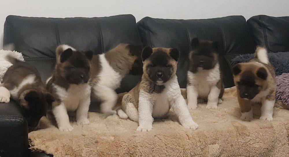 Американска акита