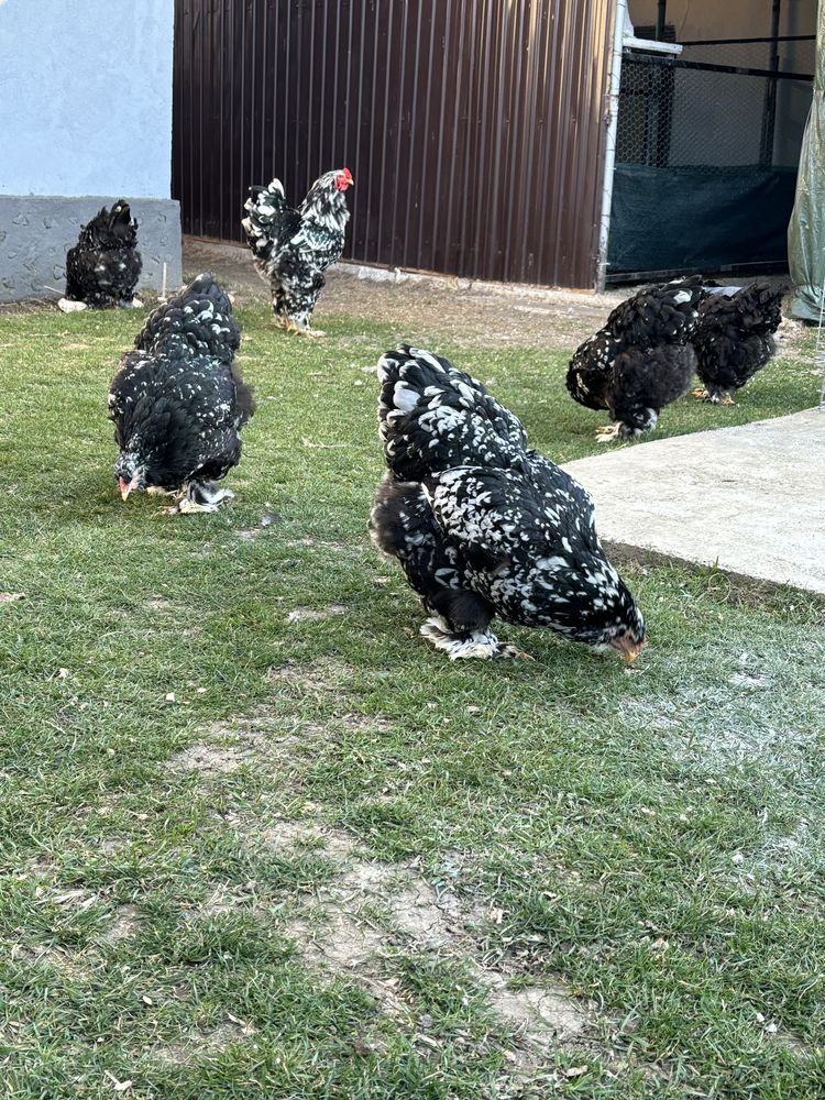 Familie de Brahma Bobat