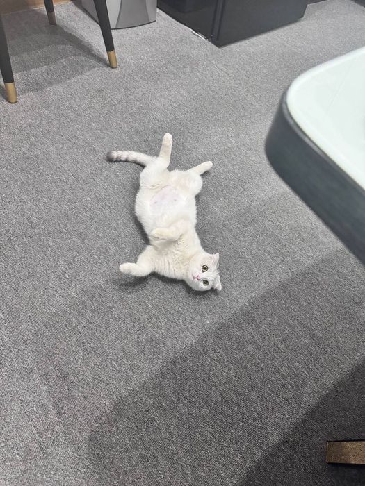 Взрослая кошка .