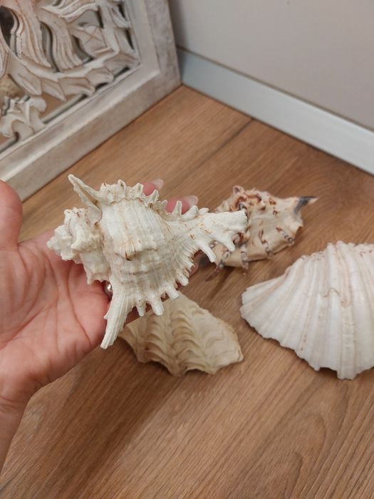 Scoici/ melci  de mare