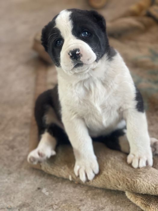 Щенки САО с паспортом