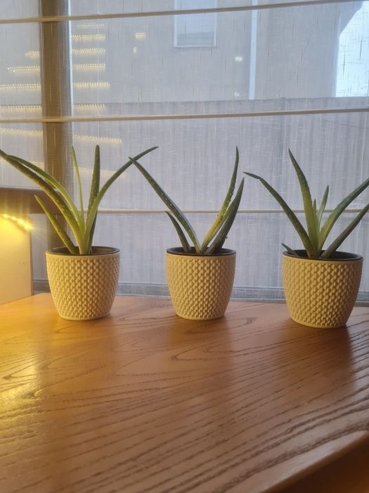 Алое Вера растения!