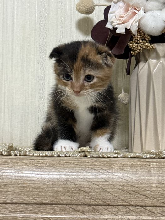 Продам шотландских котят