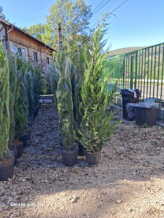 Vând tuia leylandii chiparos la oferta asiguram livrare gratuita