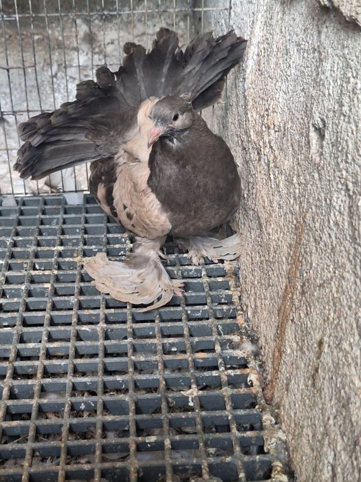 Porumbei rotați și Voltați indieni