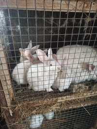 Продам крольчат 2 месяца