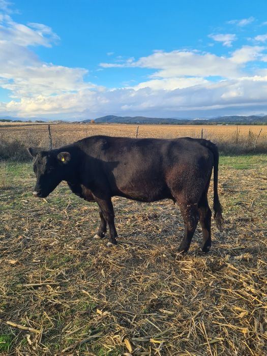 Vand doua vaci angus