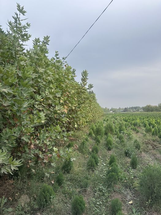 Чинор бор Chinor sotiladi