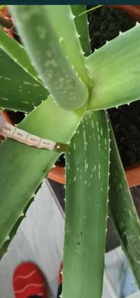 Aloe Vera medicinală