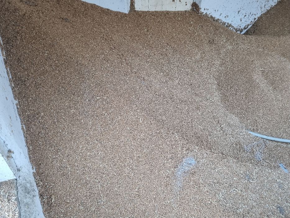 Пшеница есть, бидай бар 2024 жылғы өнім, тап таза.