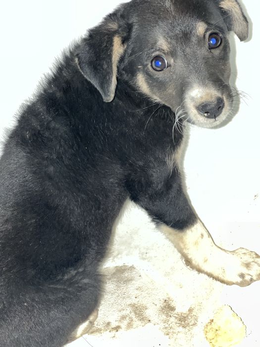 2 oylik kichkina itchaga mehribon uy kerak!