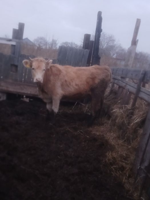 Продам телку полторашку