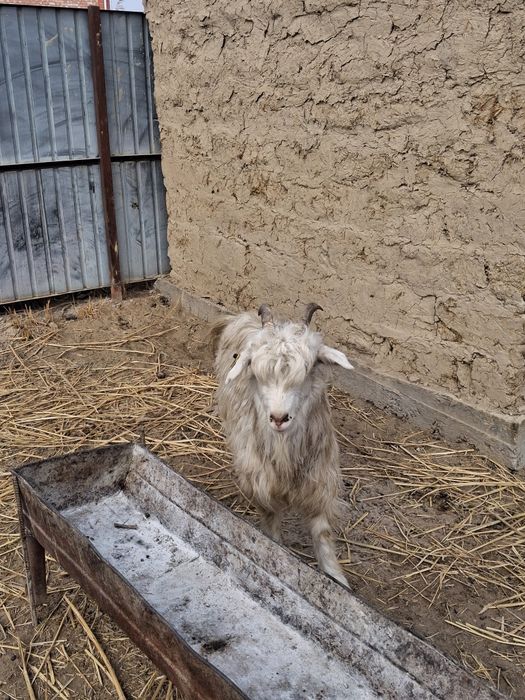 Ешкілер сатылады