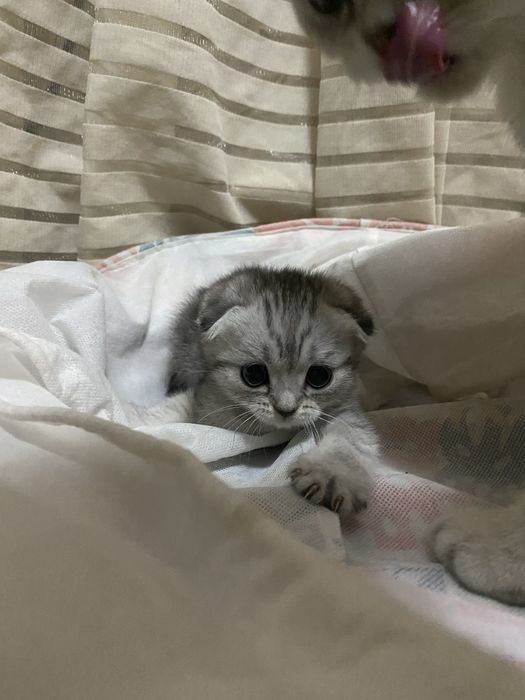 Шеншила мушукчалар