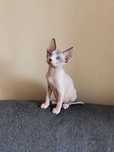 Pui Sphynx Canadian disponibil  baiat