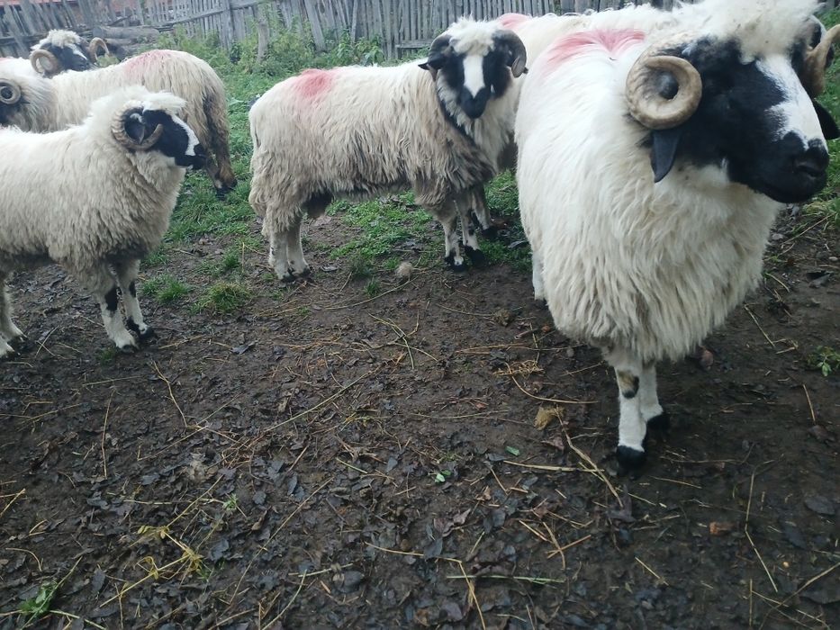 Berbecuț de vânzare