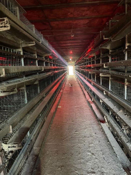 Оборудование для кур-несушек