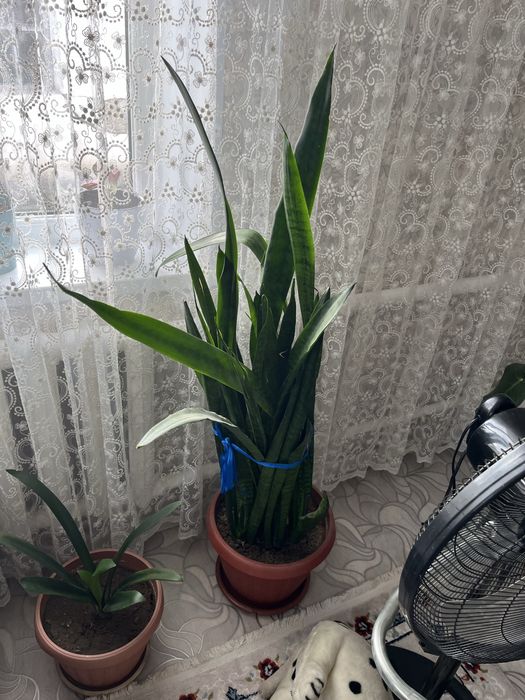Продам большие домашние цветы