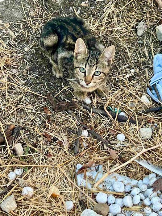Котенца търсещи дом