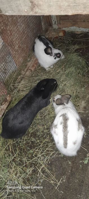Quyon  va  Bollari   Soģlom