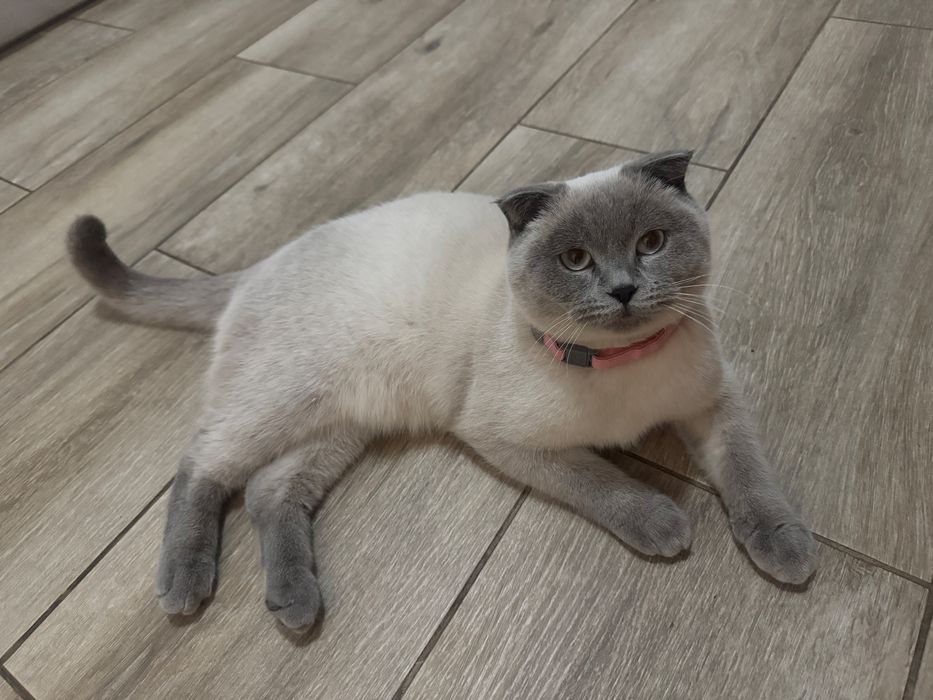 Pisica scottish fold