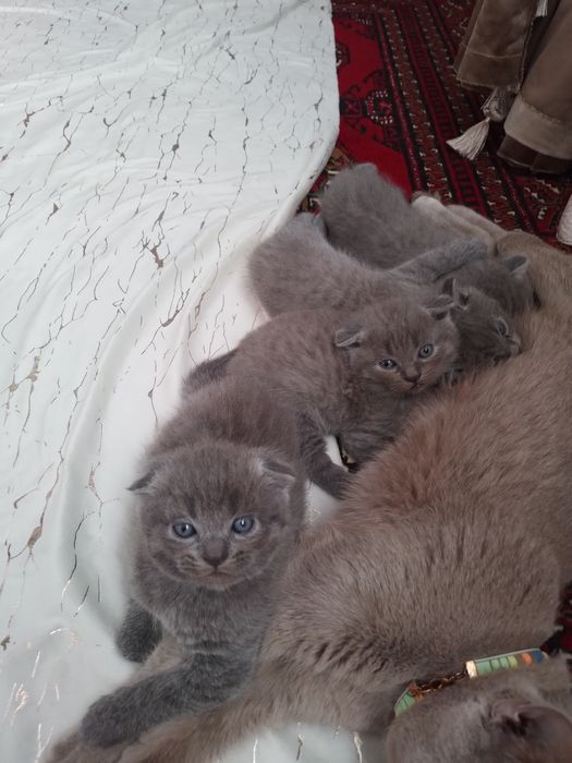 Пишикла сотилоди.