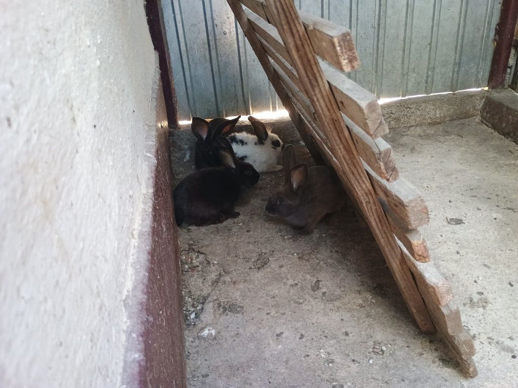 Iepurași diferite culori