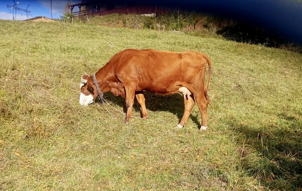 Vand vaca baltata romaneasca