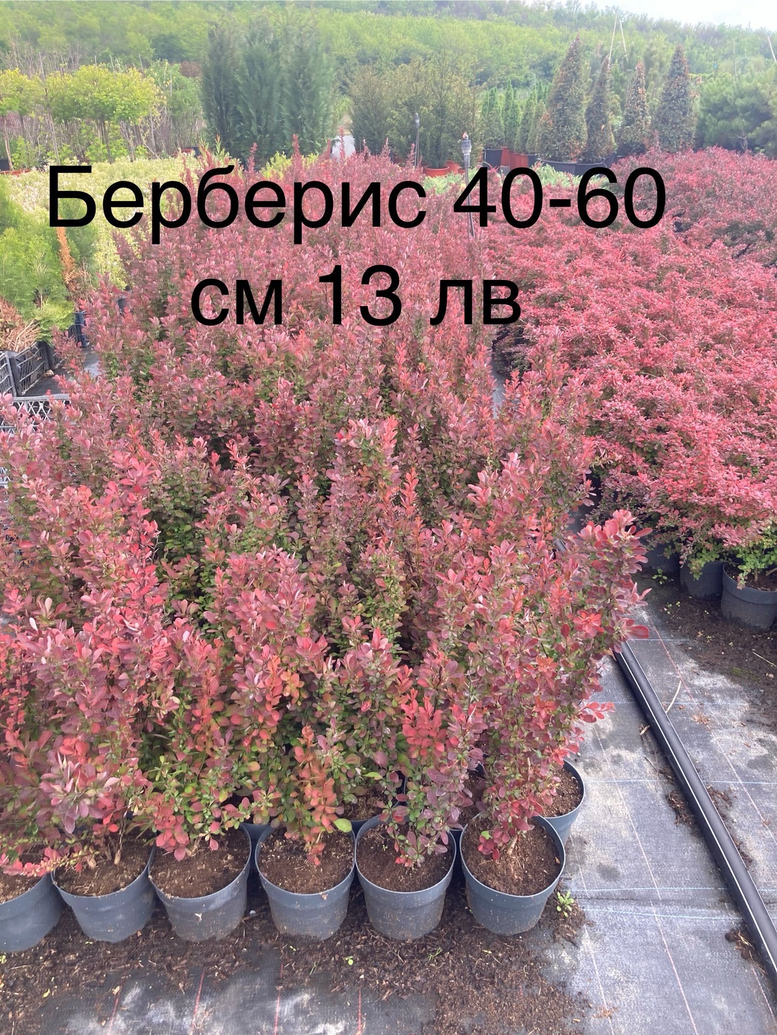 Берберис atropurpurea
