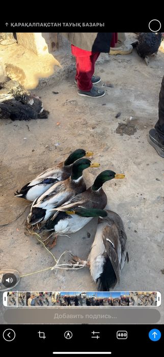 4 штук уйрек корази сатилади  100.мин айтаман келисимли