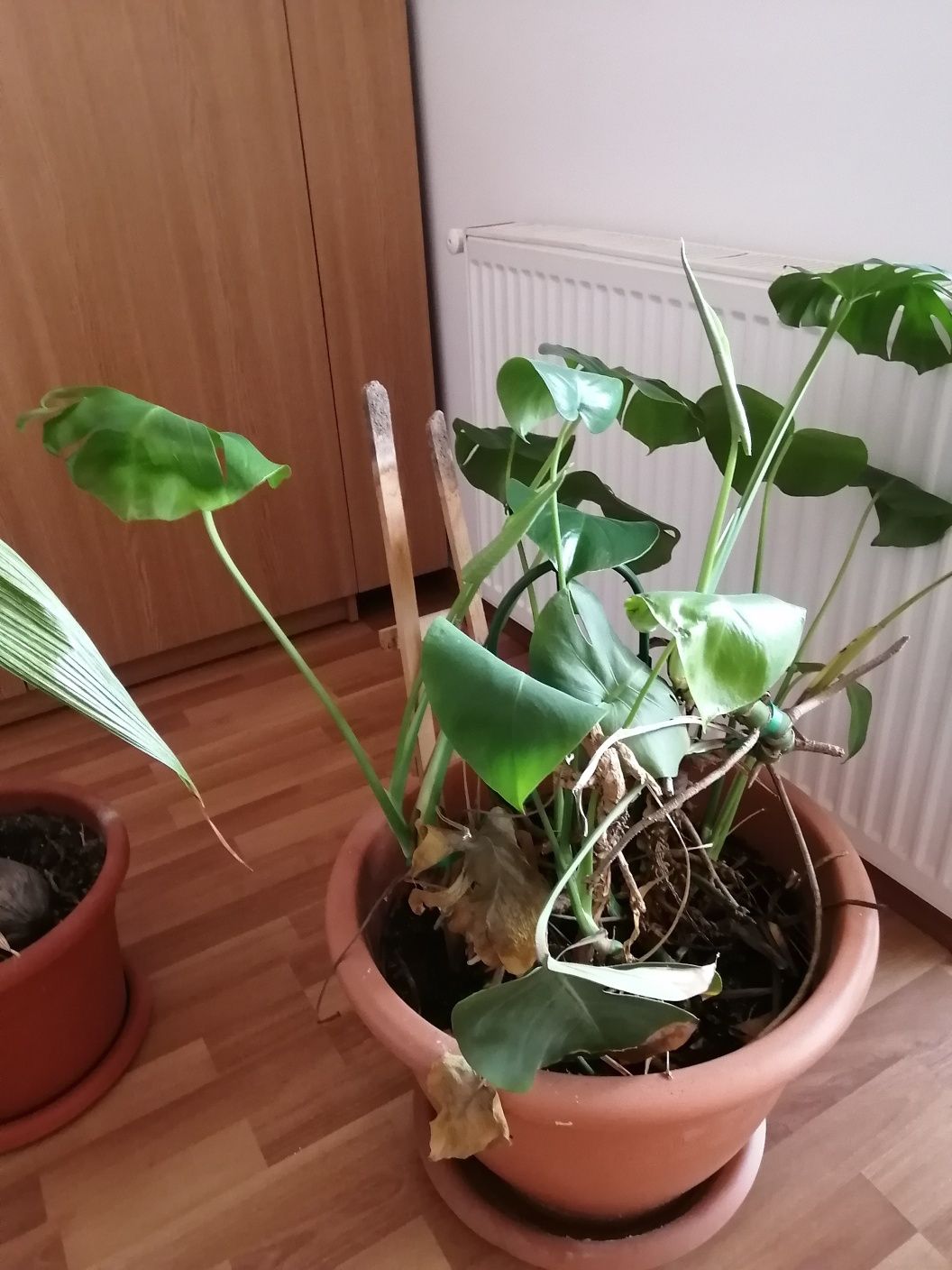 Plante de interior- Vand sau Schimb cu alte produse