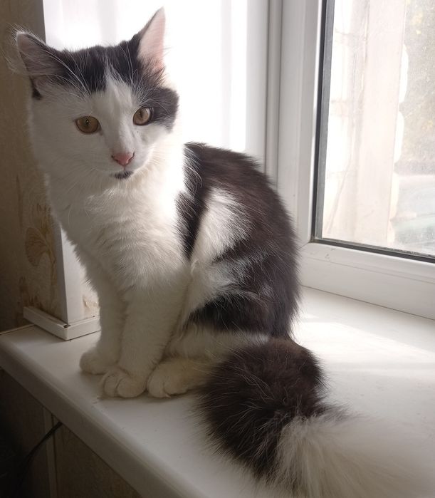 Котика,мальчика отдам в добрые руки! Г. АКТОБЕ