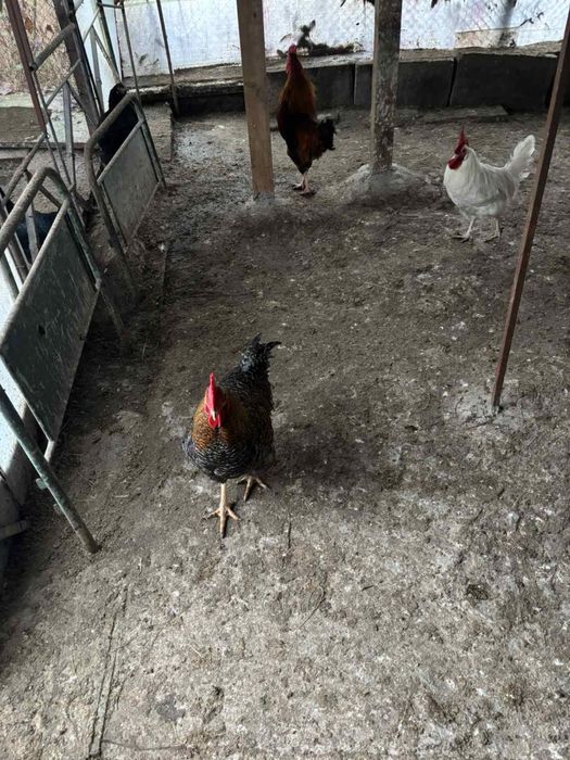 5-6 месечни петли от различни породи