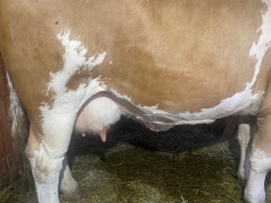 Vand animal de companie