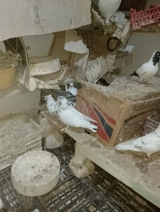 Кабутар сотилади