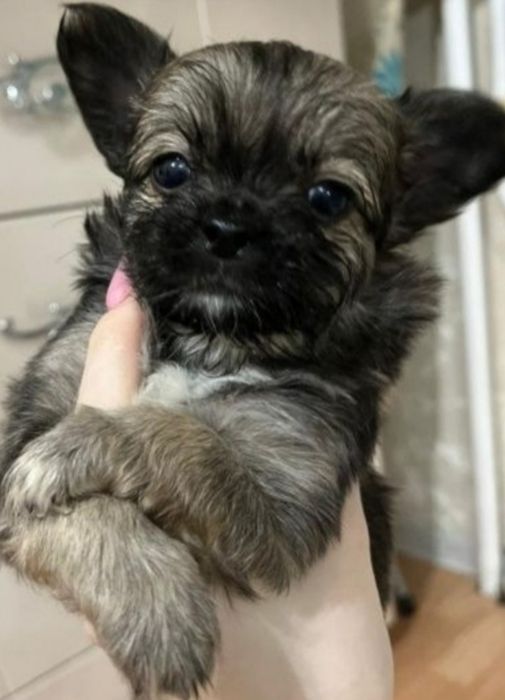 Малышок мальчик длинношерстный Чихуахуа