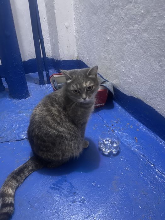 Беременная кошечка